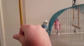 tigress parrot PLAYING