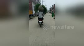 Biker perfectly balances a bag of grass on his head while driving through traffic