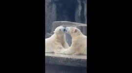 Hungarian Polar Bears kissing