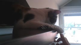 Cat plays Whack-a-finger