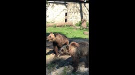 Some bears at Zoo
