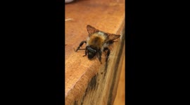 Amazing fly - watch this