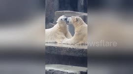 French kissing polar bears captivate visitors at Budapest zoo