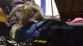 This wild cat needs love