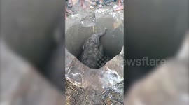 Villagers in Odisha rescue elephant calf from hole; Baby tusker faces rejection from seniors in the herd