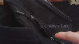 Cat defends backpack (part 1)