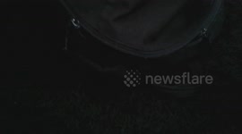 Cat defends backpack (part 2)