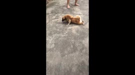 The dog pretended to be paralyzed in his hind legs