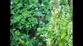 Beautifull Spyder in my garden