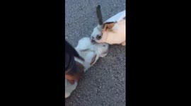 Bunny copes with loss of mate by trying to hump it