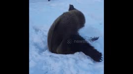 Adorable baby bear definitely loves snow!