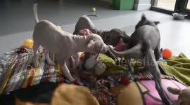 Adorable puppies who were left abandoned in a box outside the vets