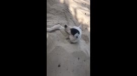 manchitas the sand dog