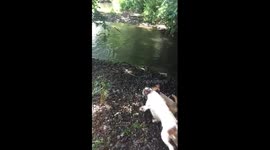 Slow motion dog jumping into river