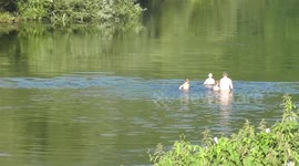Dad Goes WILD SWIMMING with his little Sons in Very Low River WYE in Gloucestershire, Lydbrook ~ Summer Heat Wave 2018