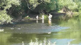 Dad Goes WILD SWIMMING with his Children in Very Low River WYE in Gloucestershire, Lydbrook ~ Summer Heat Wave 2018