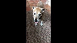 Excited Jack Russell