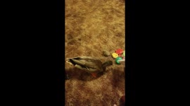 Jellybean playing with his toys