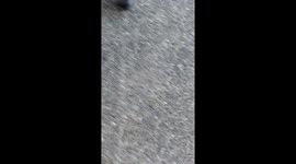 Deer at my work/office