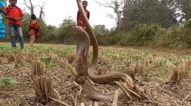 Cobra found choking with snail shell wrapped around its body in eastern India