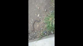 a child found an eel-like snake. they didnt know this eel or baby snake