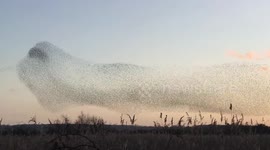 Birds flying in murmuration sunset