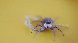 Cute little jumping spider, watching life go by with some scary sounds