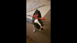 Dog has hilarious leg spasm whilst playing with toy