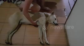 Stray dog in Asia refuses to leave hotel room by playing dead