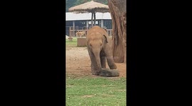 Baby elephant doesn't like car tyre