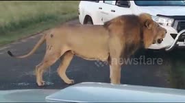 Lion Stands between our vehicles, during our Durban Safari with Tim Brown Tours
