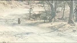 Amazing Video 22 Lions spotted in the Sasan Gir forest