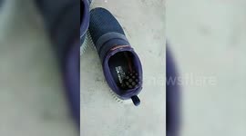 Snake cozies itself inside man's footwear; act caught on tape