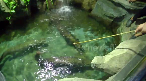 Giant Arapaima Feeding
