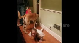 Dog walking the human? Family dog drags three year old trying to pull leash