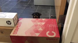 Yorkie Puppy is adorable