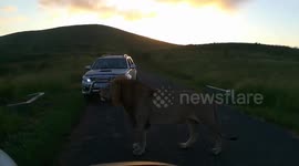 Lion on our Durban Safari with Tim Brown Tours