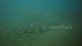 Five decades after grandfather saved pilot, grandson discover Indian fighter plane wreck in Chennai