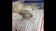 temp