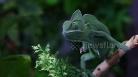 Blink and you’ll miss it! Veiled chameleon catches locust in one quick motion