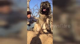 Just a man chilling with his giant Caucasian Shepherd Dog in China's Hebei