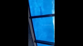 Sea world Orlando dolphin show