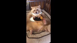 Like blueberry Raccoon