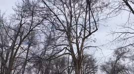 Squirrels going crazy in the park