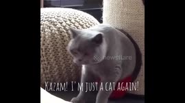 Scooter the 'Clark Kent' of cats!