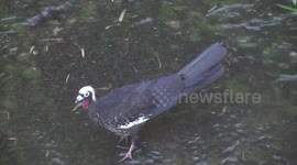 Beautiful, rare  bird with a punk hairdo – the Black-fronted Piping-guan