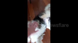 Ticklish dog power-slides into room to get belly rubs