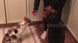 Cat & dog sit for cheese treat