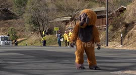 In Japan, a zookeeper dressed as an orangutan for an emergency drill