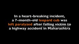 Leopard cub paralysed in road accident, learns to walk again